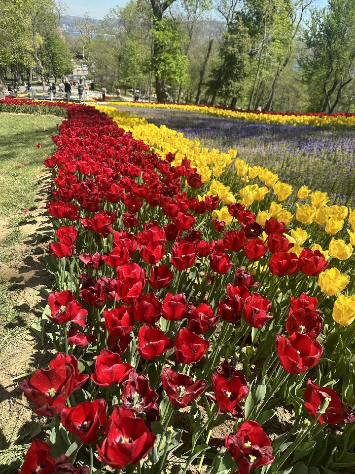 Isztambul a tulipánfesztivál idején