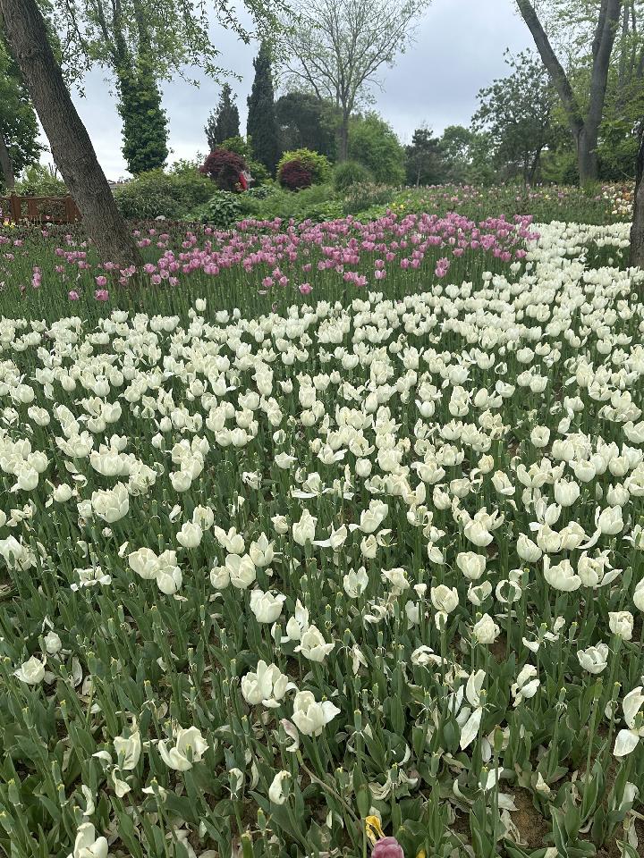 Isztambul a tulipánfesztivál idején