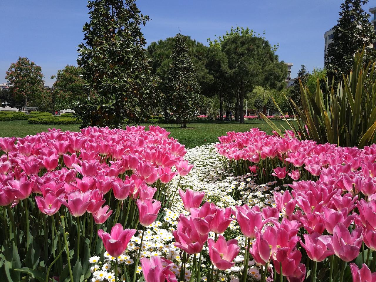 Tulipánfesztivál Isztambulban