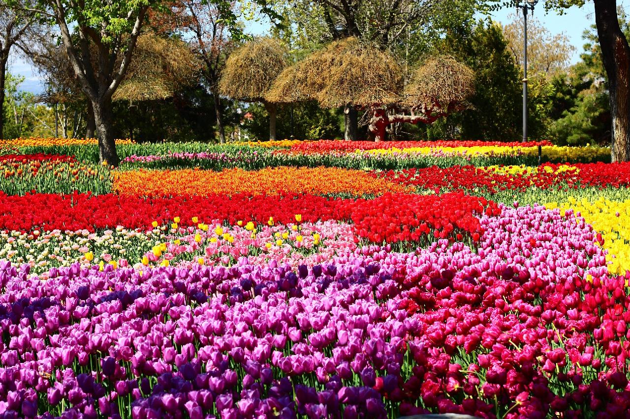 Tulipánfesztivál Isztambulban