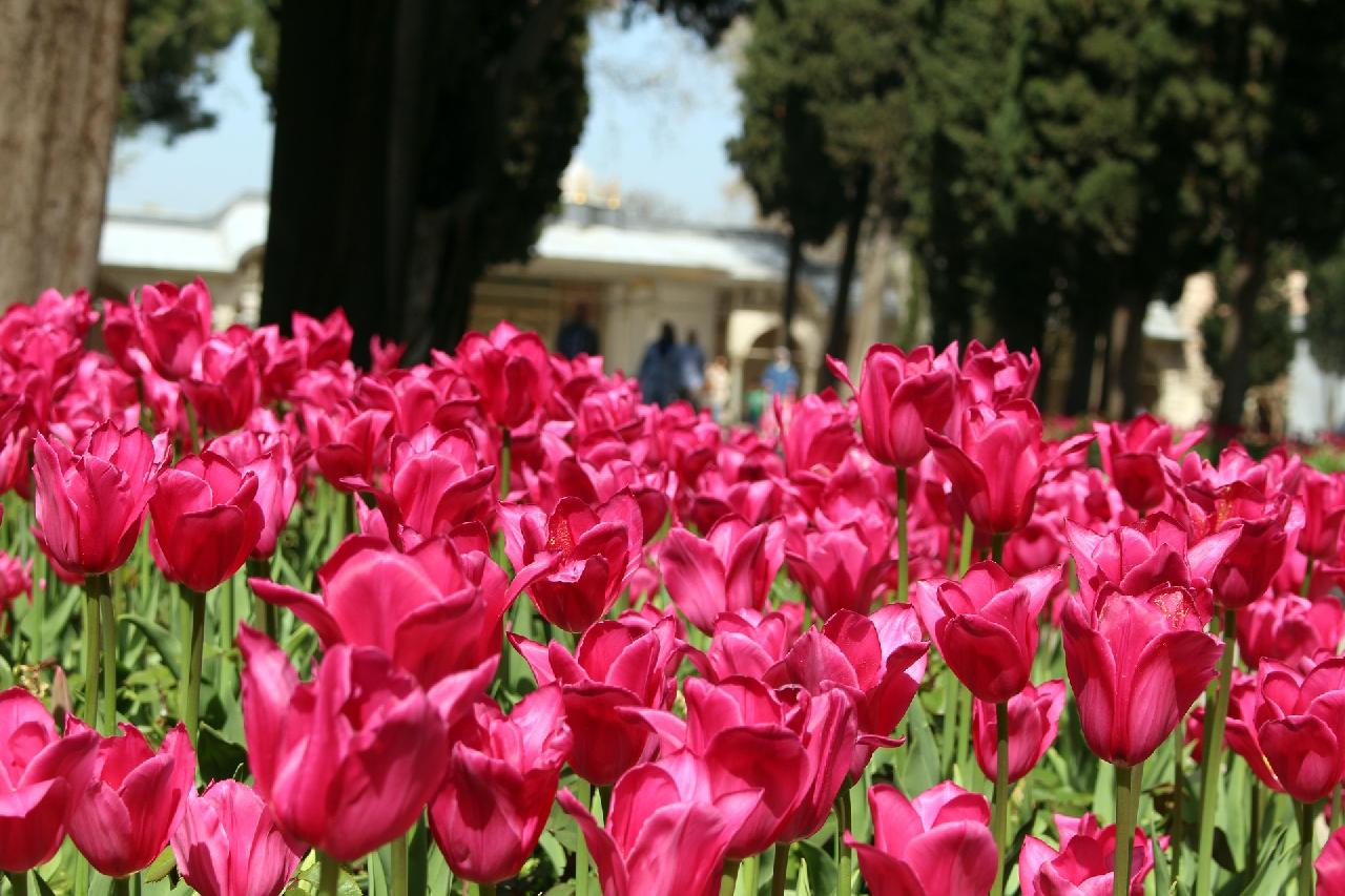 Tulipánfesztivál Isztambulban